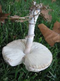 Leucoagaricus leucothites image