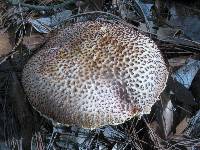 Boletellus russellii image