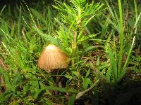 Psilocybe mexicana image