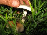 Psilocybe cubensis image