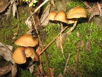 Psilocybe zapotecorum image