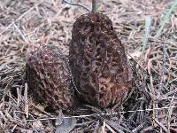 Morchella snyderi image