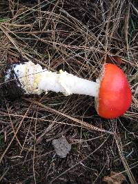 Amanita muscaria subsp. flavivolvata image