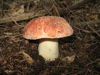 Boletus rex-veris image