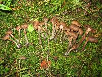 Inocybe calamistrata image