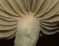 Psilocybe makarorae image