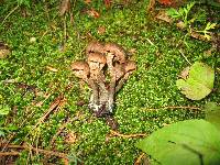 Inocybe calamistrata image