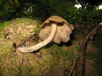 Psilocybe zapotecorum image