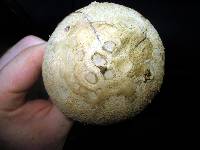 Amanita pelioma image