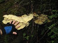 Laetiporus conifericola image