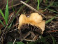 Psilocybe cyanescens image