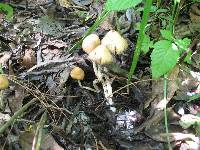 Psilocybe zapotecorum image