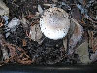 Agaricus xanthodermus image