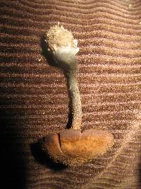 Inocybe calamistrata image