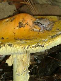 Amanita laurae image