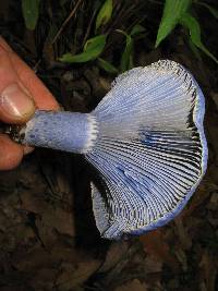 Lactarius indigo image