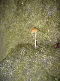 Psilocybe zapotecorum image