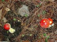 Psilocybe zapotecorum image