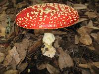 Amanita muscaria subsp. flavivolvata image