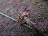 Inocybe calamistrata image