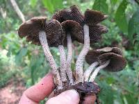 Psilocybe zapotecorum image