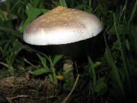 Psilocybe cubensis image