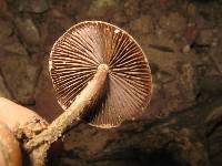 Psilocybe zapotecorum image