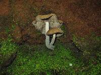 Psilocybe zapotecorum image