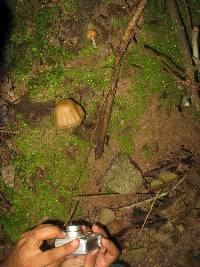 Psilocybe zapotecorum image