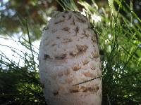 Coprinus comatus image