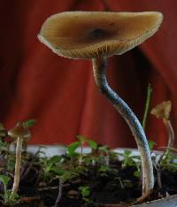 Psilocybe makarorae image