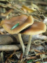 Psilocybe cyanescens image