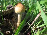 Psilocybe cubensis image