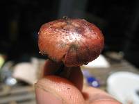 Gymnopilus luteofolius image