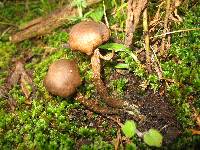 Inocybe calamistrata image