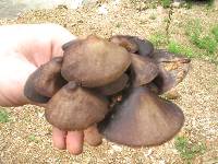 Psilocybe zapotecorum image