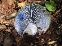 Lactarius indigo image