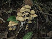 Psilocybe zapotecorum image