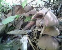 Psilocybe zapotecorum image