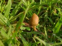 Psilocybe mexicana image