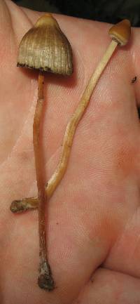 Psilocybe mexicana image