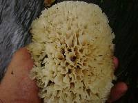 Hydnopolyporus palmatus image