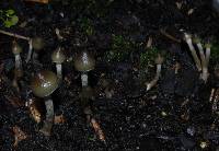 Psilocybe makarorae image