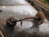 Inocybe calamistrata image