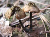 Inocybe calamistrata image