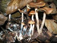 Psilocybe cyanescens image