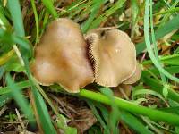 Psilocybe ovoideocystidiata image