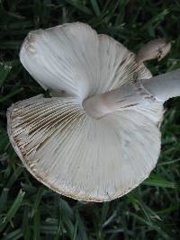 Leucoagaricus leucothites image