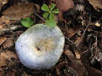 Lactarius indigo image