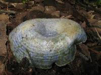 Lactarius indigo image